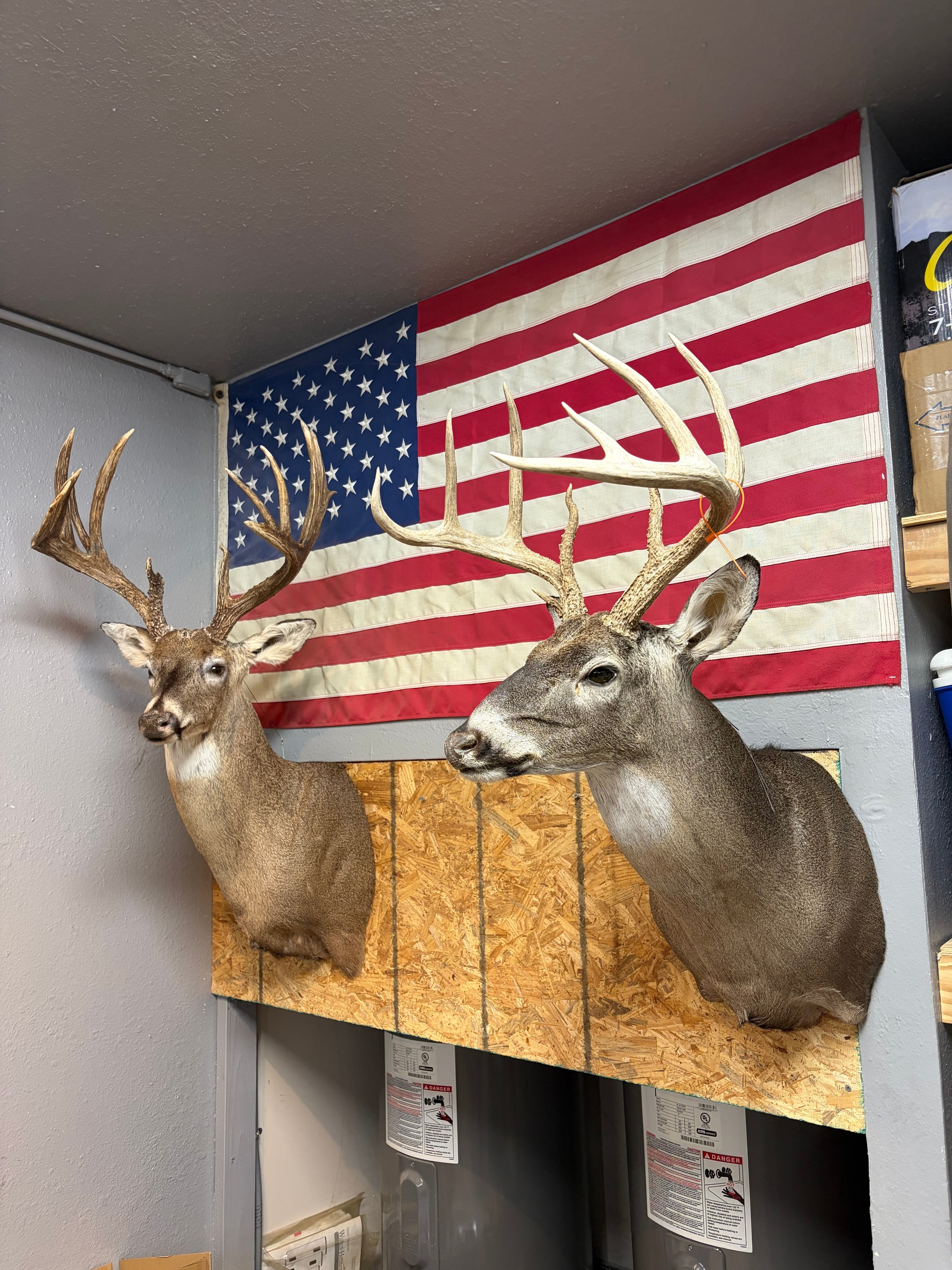 Taxidermied whitetail deer shoulder mount with large antlers — Kingwood Taxidermy studio work