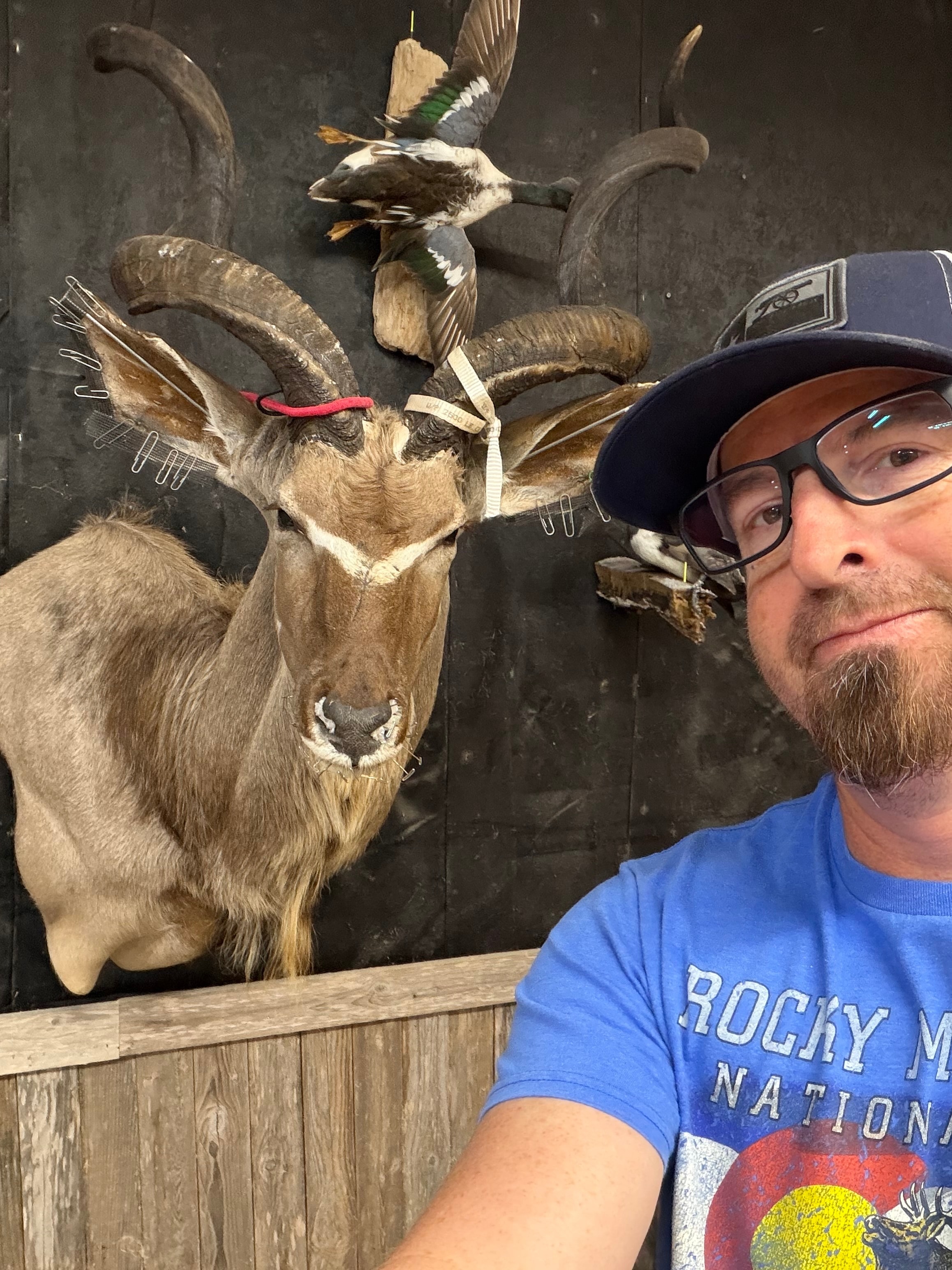Multiple deer and wildlife mounts displayed in the Kingwood Taxidermy studio