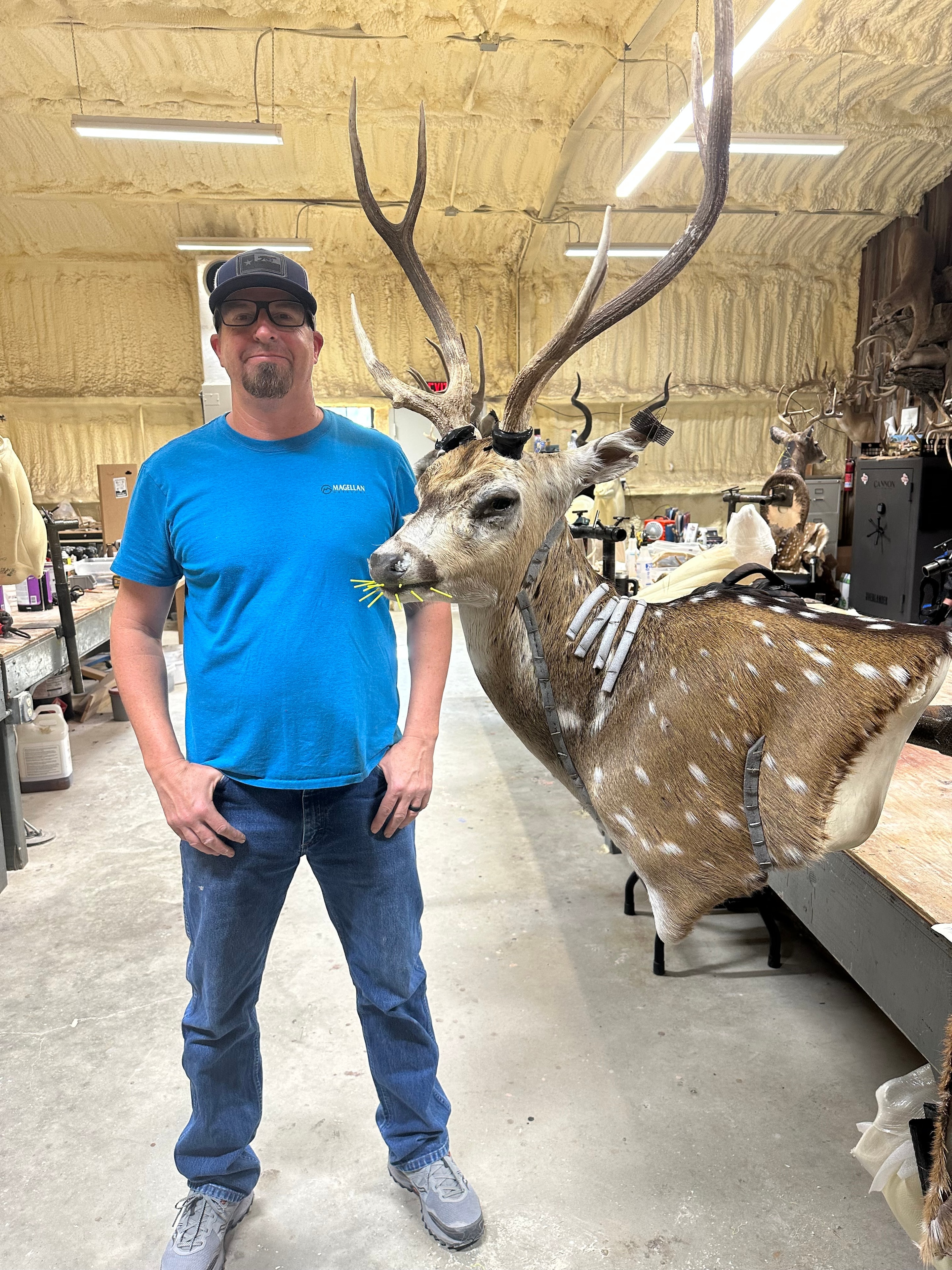 Deer mount in progress being prepared at Kingwood Taxidermy