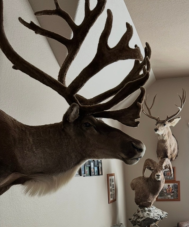 Large caribou shoulder mount with massive antlers alongside deer and bighorn sheep mounts — Kingwood Taxidermy
