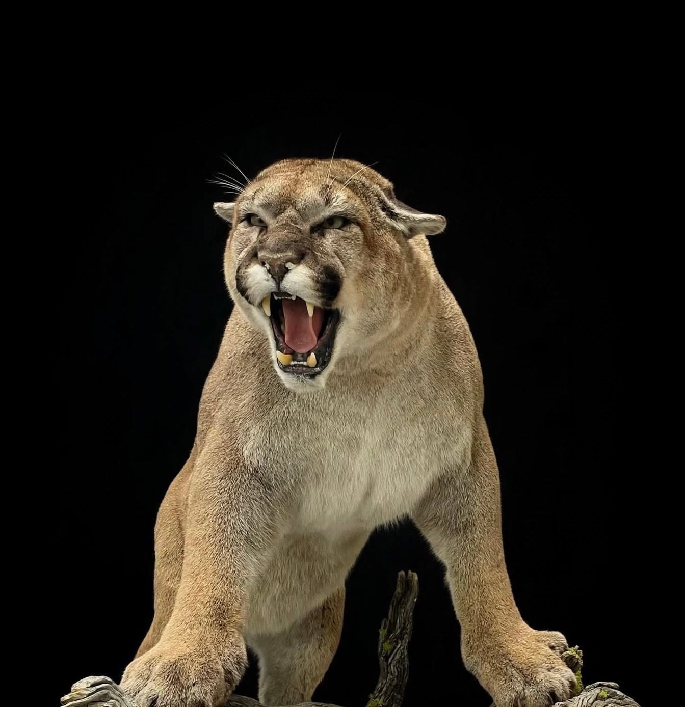 Full body cougar taxidermy mount on driftwood branch — Kingwood Taxidermy